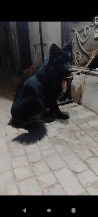 black German Shepherd long coated