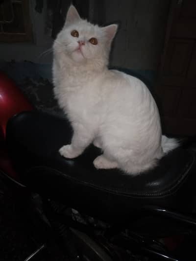 Persian cat male for breed