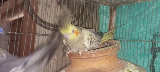 cocktail sell active pair