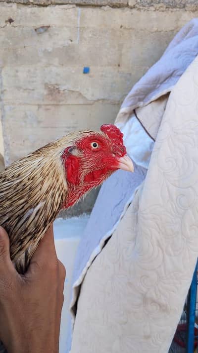 TOP quality with White Eyes n Nok naaali