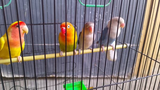 Love Birds