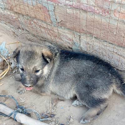 Healthy German Shepherd Mix Puppies for Sale