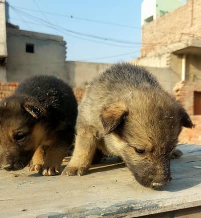 Healthy German Shepherd Mix Puppies for Sale