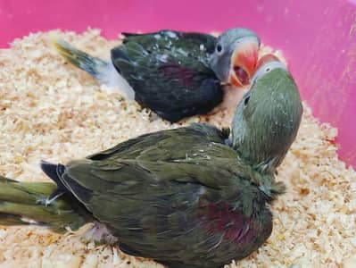Olivia raw parrot chicks