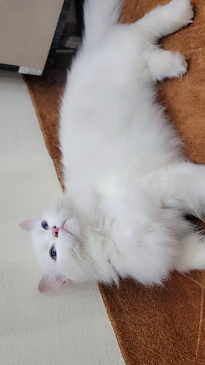 Full White Female Cat having Ocean Blue Eyes