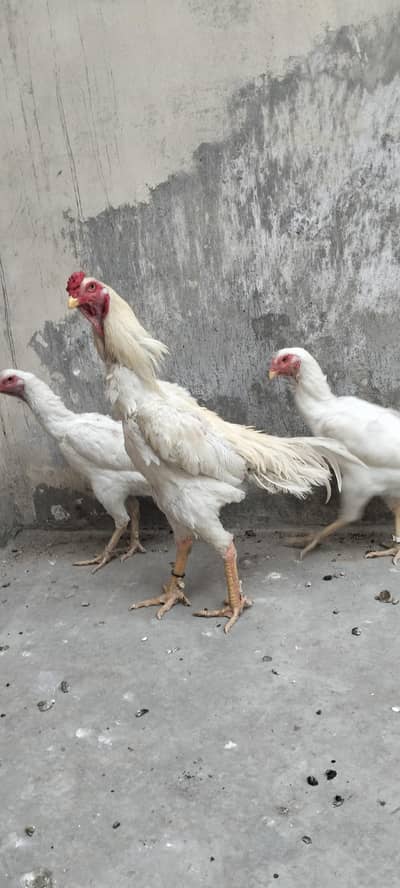 Pure German White Shamo Trio For Sale