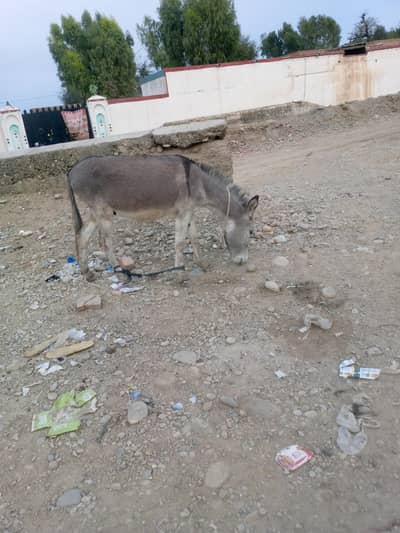 donkey for sale