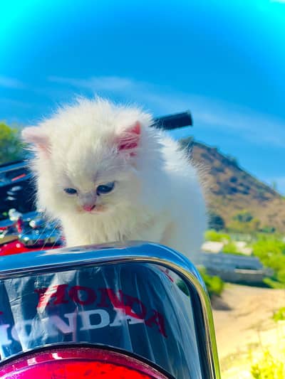 long coated kitten avalible