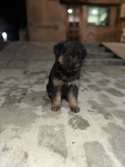 German Shepherd Puppy For Sale From Pedigree Parents