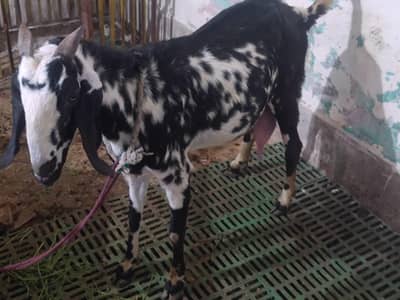 Bakri makhi cheeni sath 2 bachy female