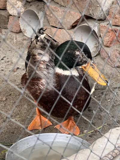 ducks mail female hai