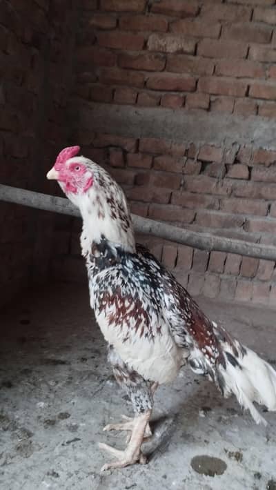 Aseel Breeder urgent for sale
