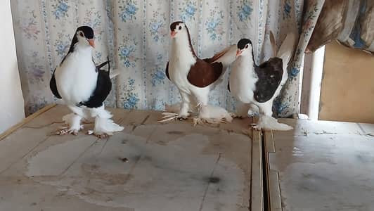 lahore sherazi pigeon,1500 per piece