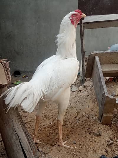 heera qandhari long hight