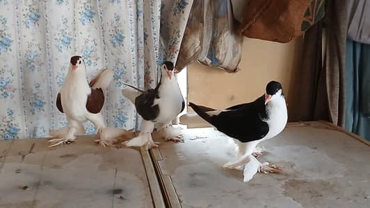 Lahore Sherazi pigeon
