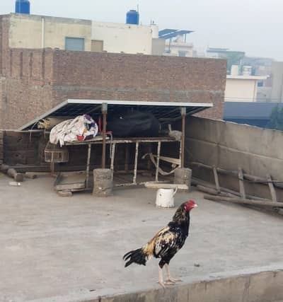 Aseel Minawali bohot Nayab nasal