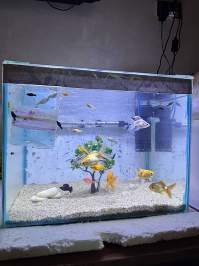 Aquarium with all accessories and fishes