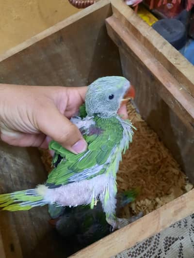 Raw chicks for sale jambo size