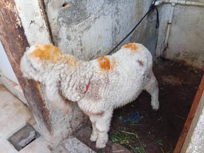 dumba kajla crose 2. . 5 momth self ha