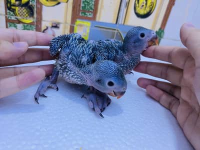 Green Ring neck parrot chicks