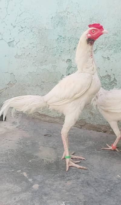 white male available