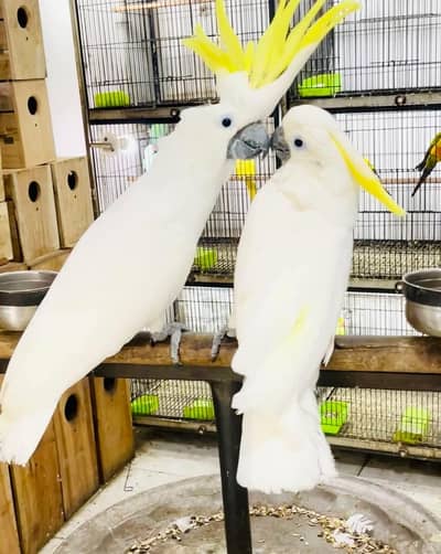 Tritron cockattoo paroots pair