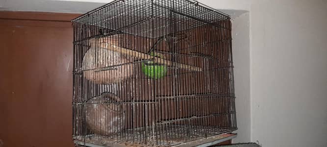 parrots folding cages for sale