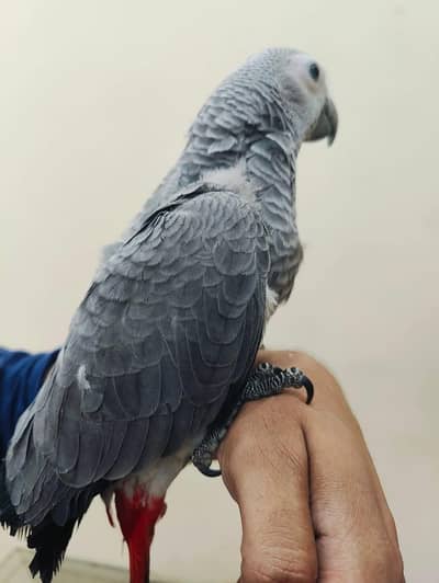 African gray paroot male