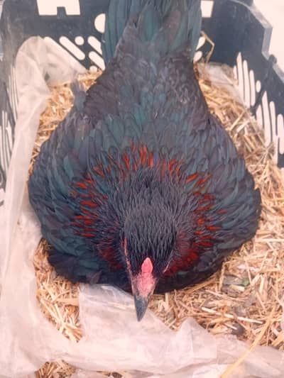 Kurak Murghi with 12 eggs. Broody Hen. Kurak Murghi (03168333128)