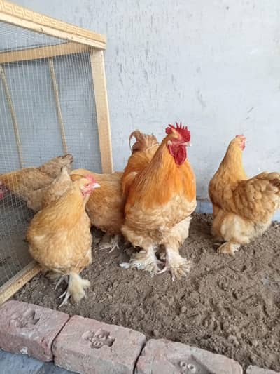 Golden Heavy Cochin 1+5