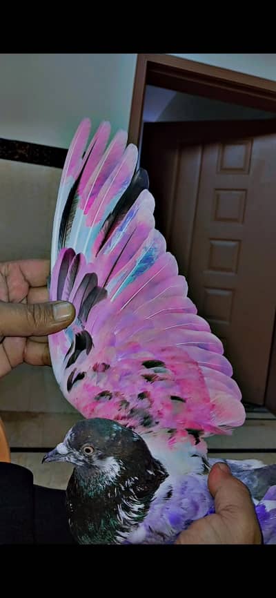 golden or tedy cross bhot acha hai vip  or bhi hai jis contact me