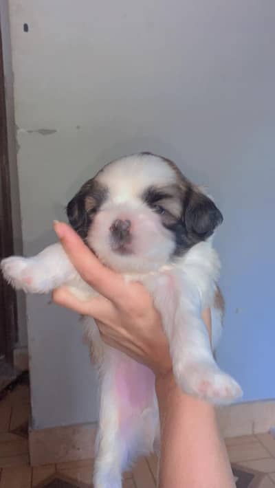 Shihtzu puppy / Male and female Available for Lahore