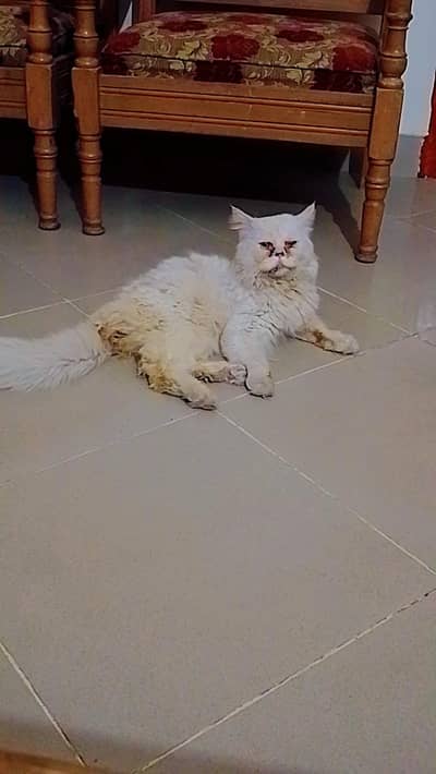 Extreme Punch Face stud male