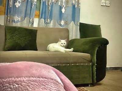 PERSIAN CAT TRAINED FOR WASHROOM