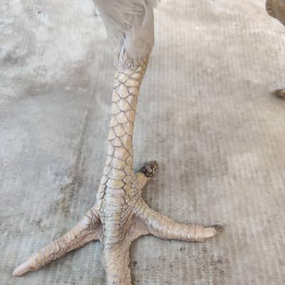 aseel barmi and shamo female high quality