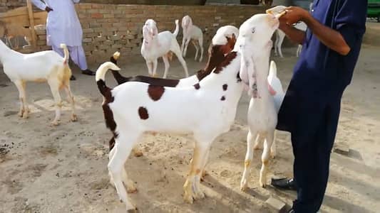 2 Bakre call me __03102729869