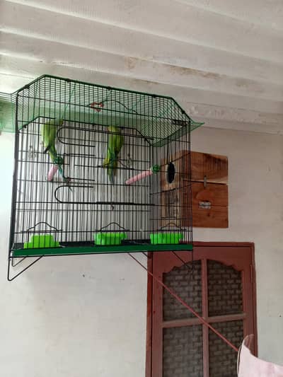 ringneck breeder pair for sell