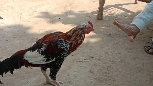 Aseel Murga, Sindhi ,Mianwali