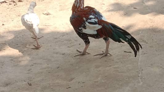 Aseel Murga, Sindhi ,Mianwali