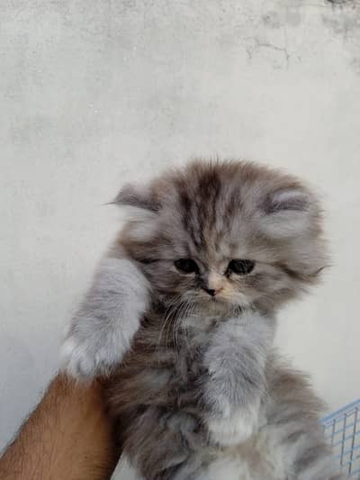 50 days old kitten for sale ,