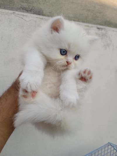 Cat | Persian Cat | Persian Kittens | White Kittens