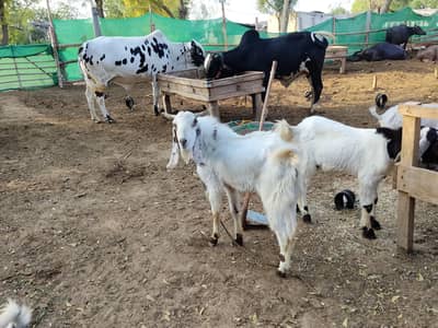2 dant Bakra for sale