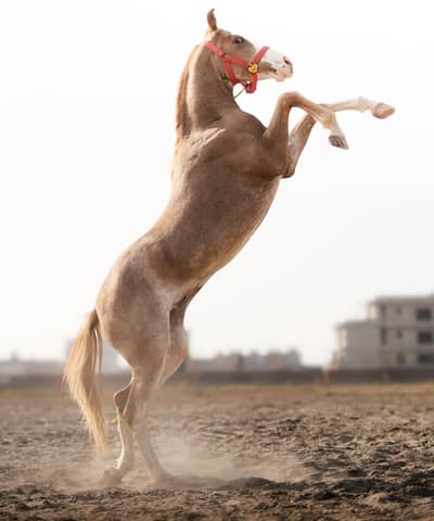 Colt - Son of Hansraj 20 Months Old