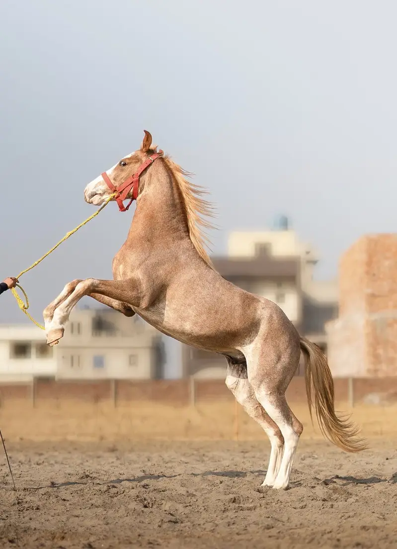 Colt - Son of Hansraj 20 Months Old — photo 2