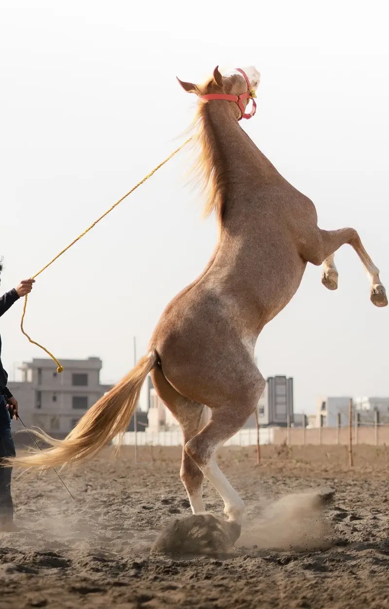 Colt - Son of Hansraj 20 Months Old — photo 3
