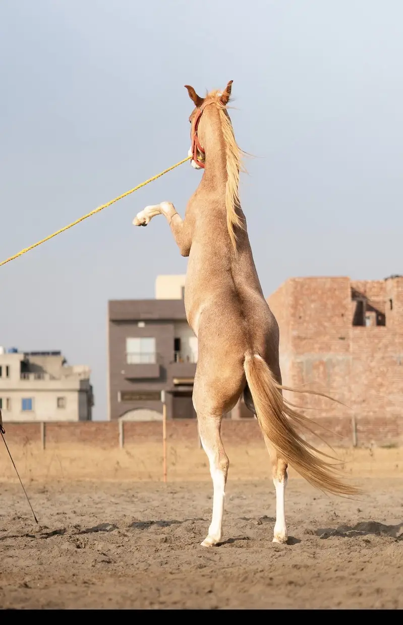 Colt - Son of Hansraj 20 Months Old — photo 4