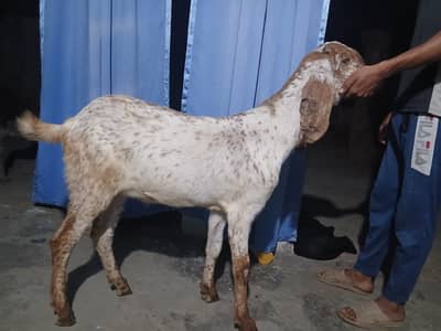 full active ha 0/3/0/5/4/6/2/1/2/2/1/