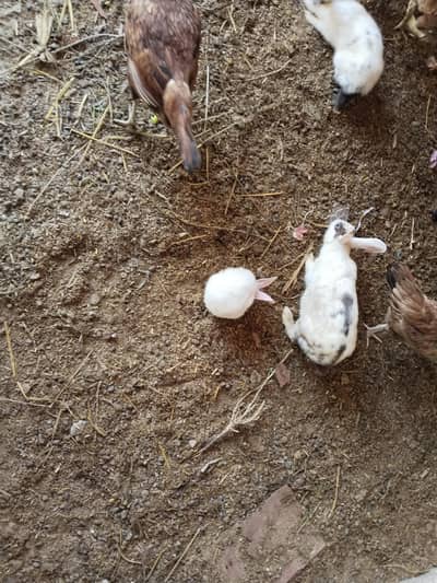 Rabbits hai chotay baday mix Hain.