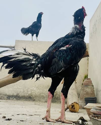 Indian rampuri Aseel