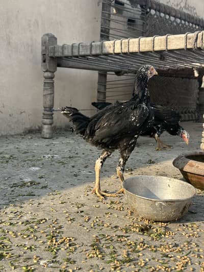 Indian rampuri Aseel pathy